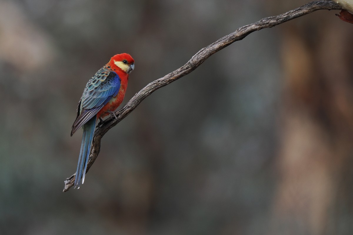 Western Rosella - ML621657962