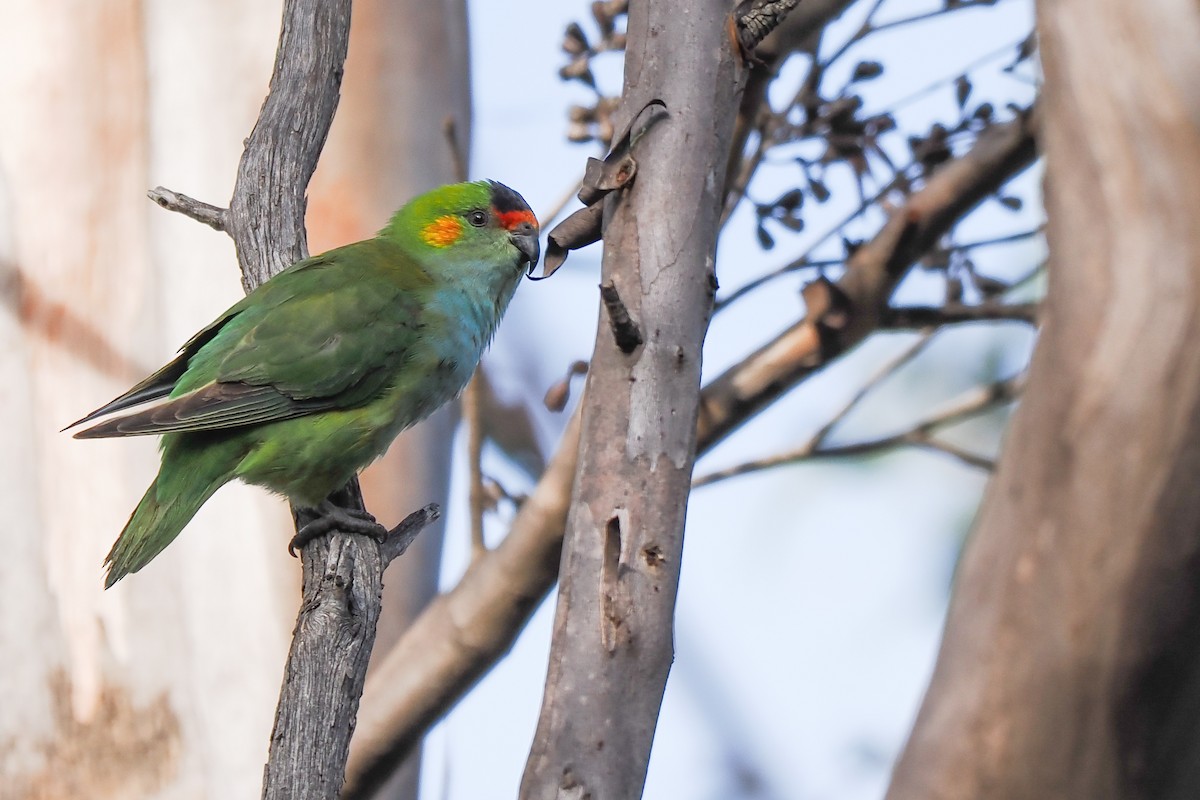 Purple-crowned Lorikeet - ML621657969