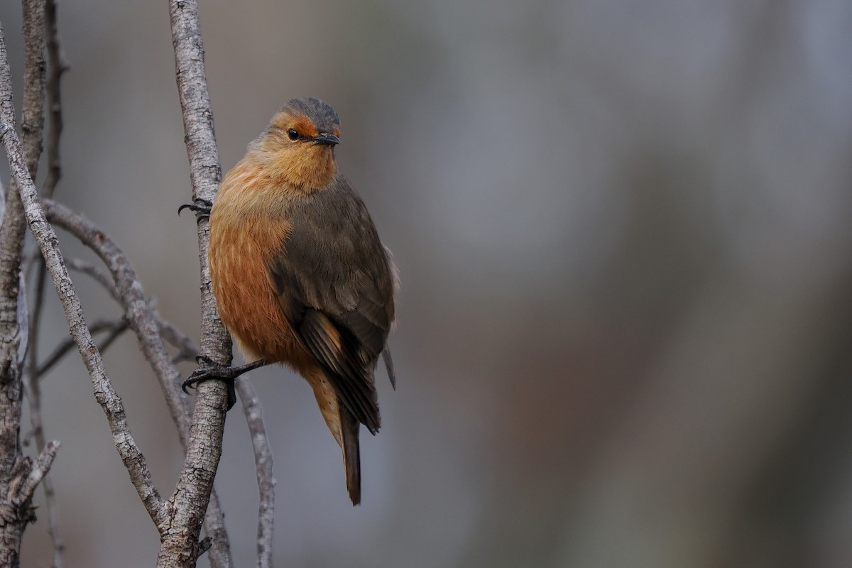 Rufous Treecreeper - ML621657980