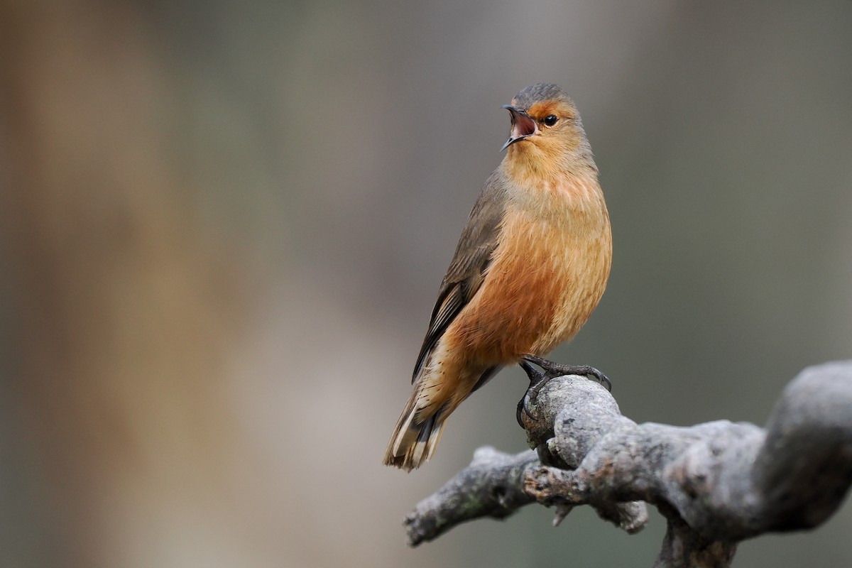 Rufous Treecreeper - ML621657981