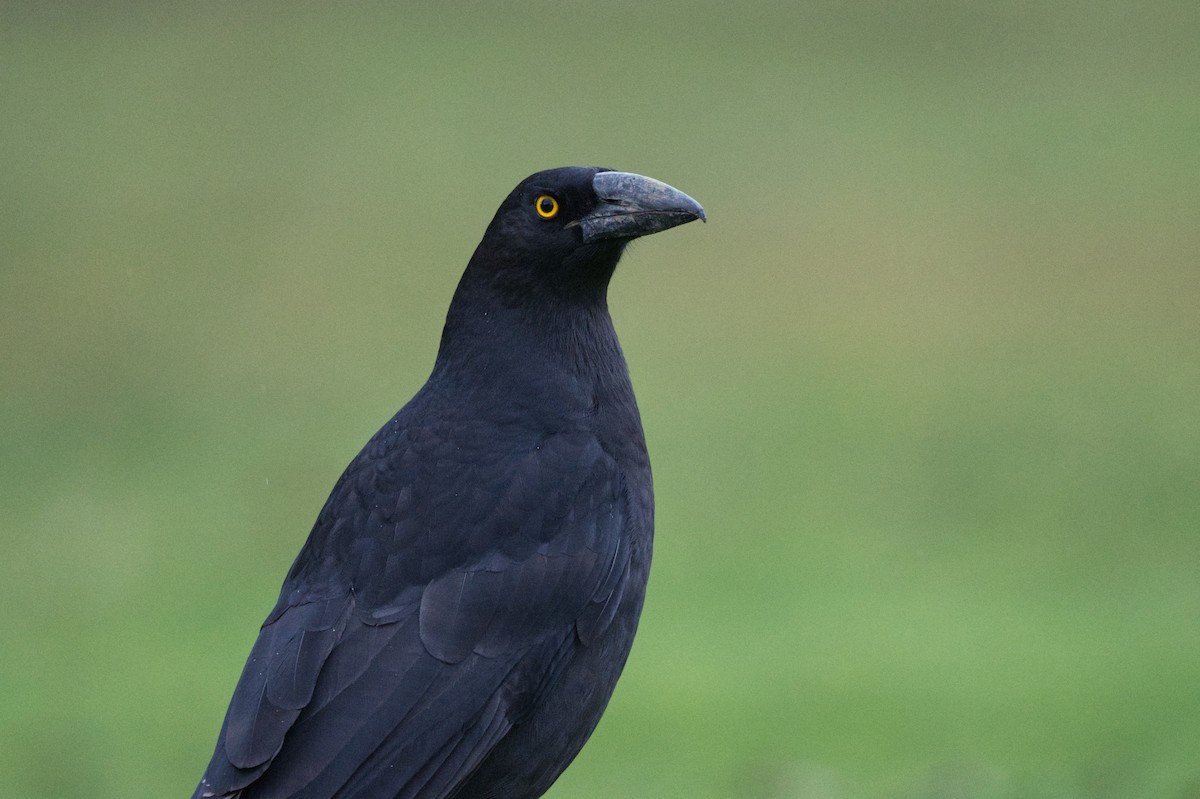 Black Currawong - ML621657987