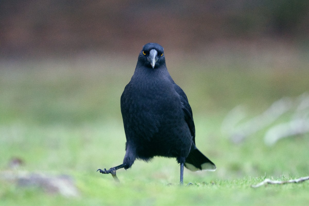 Black Currawong - ML621657988