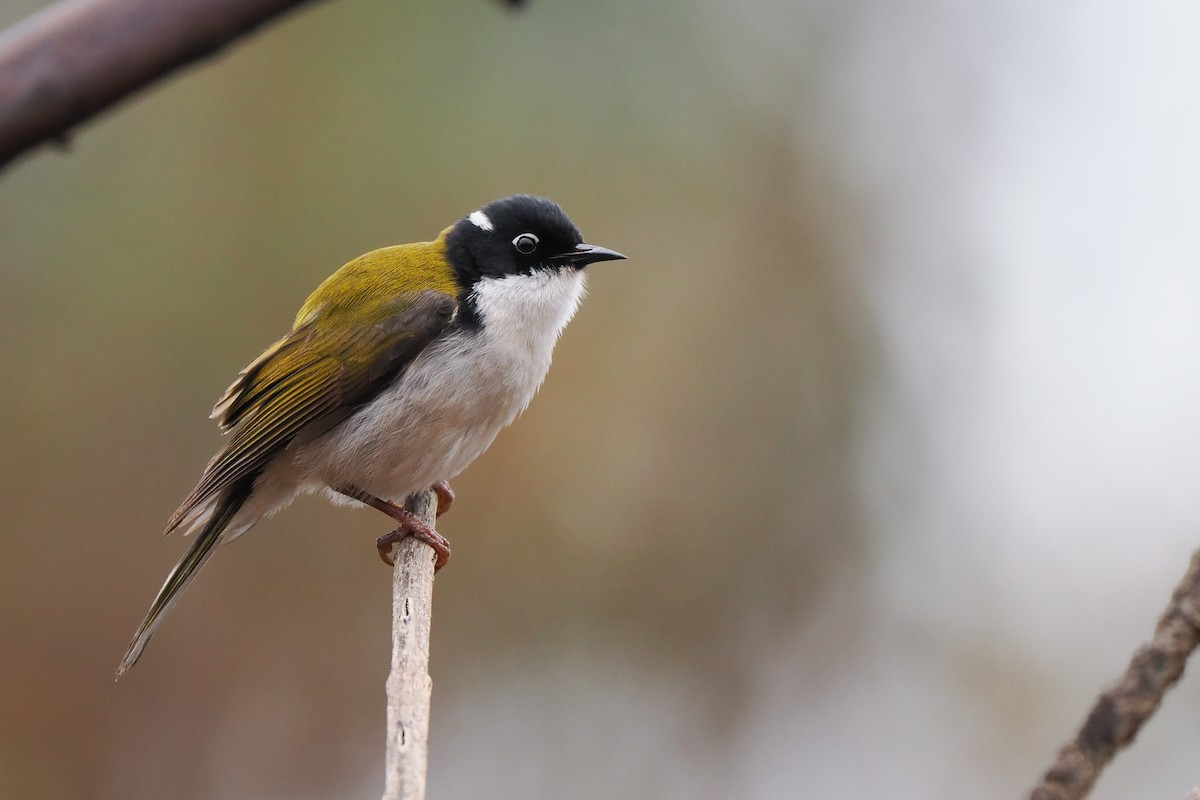 Gilbert's Honeyeater - ML621657993