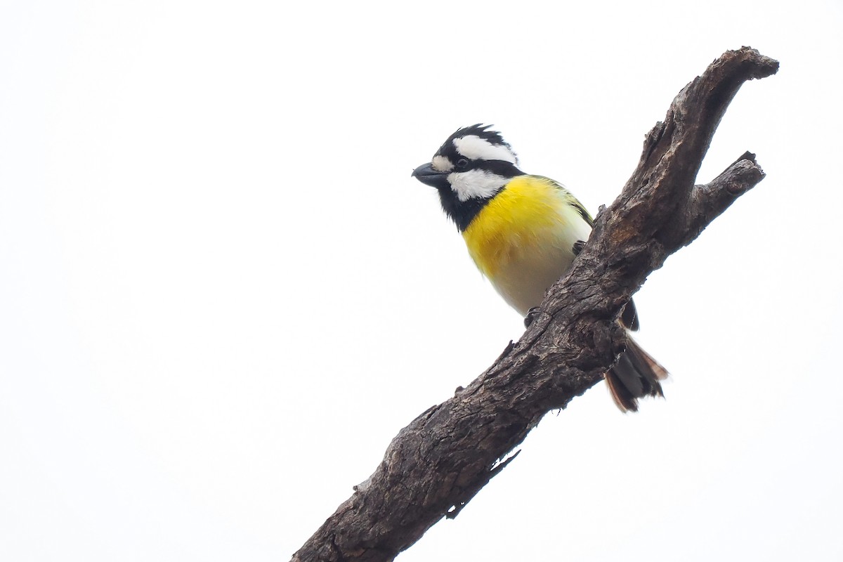 Western Shrike-tit - ML621657998