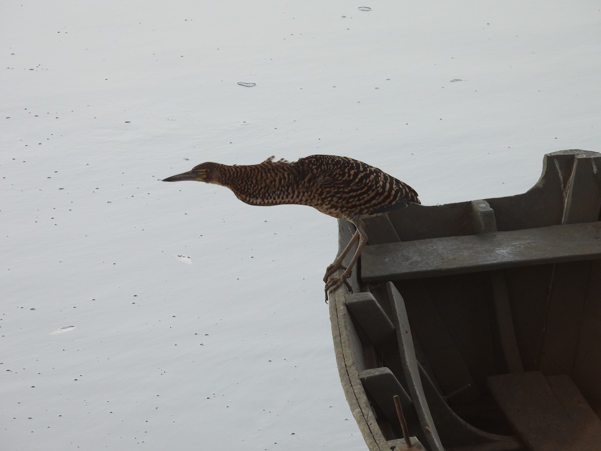 Rufescent Tiger-Heron - ML621658016