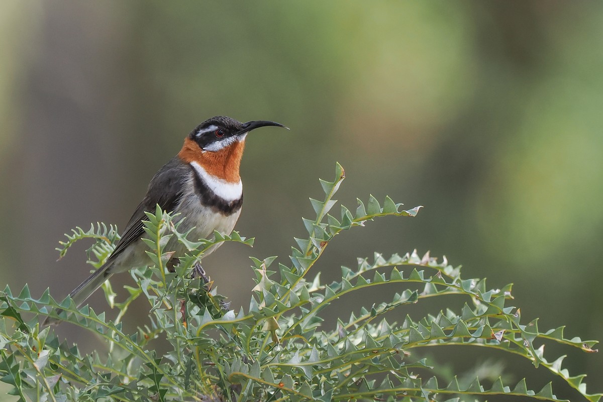 Western Spinebill - ML621658023