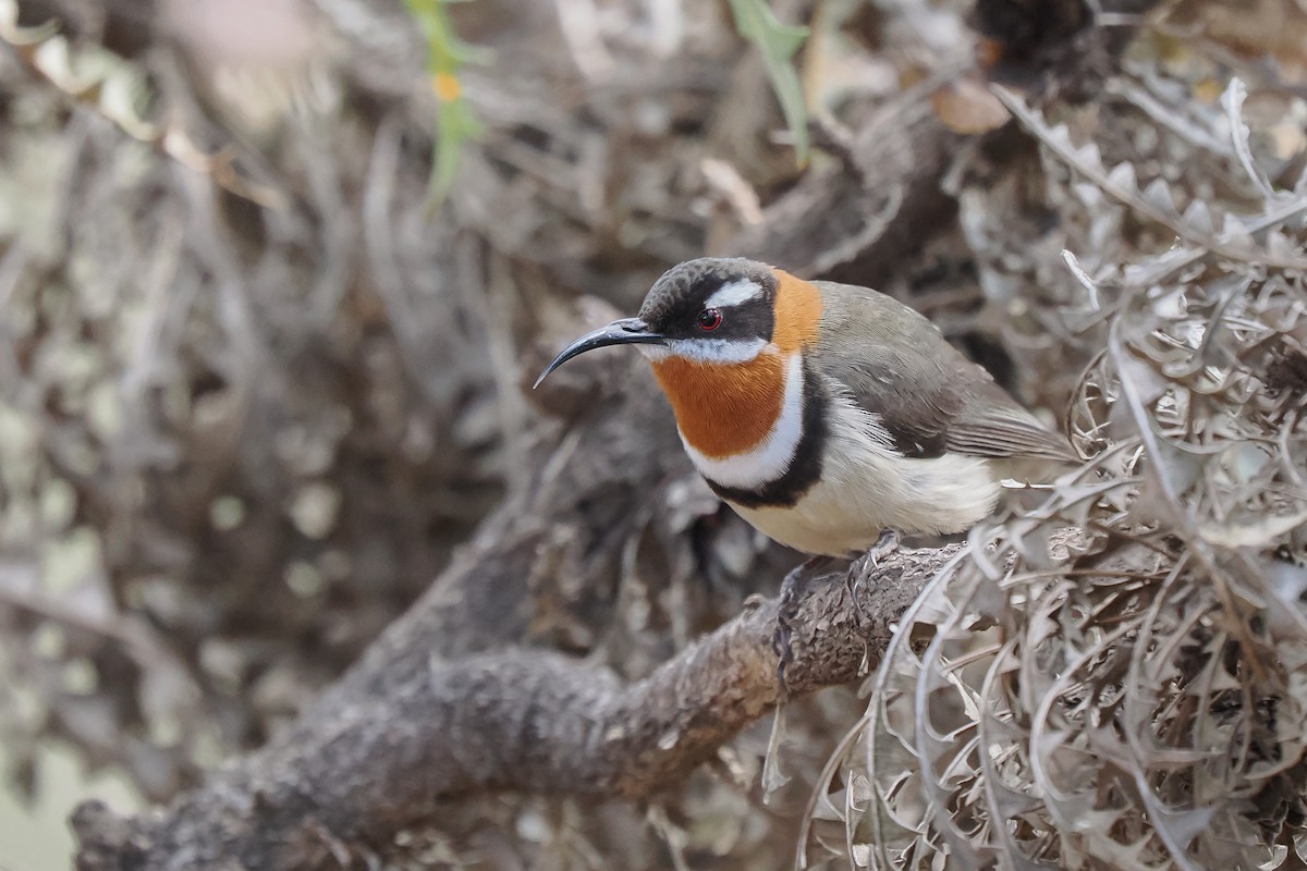 Western Spinebill - ML621658024