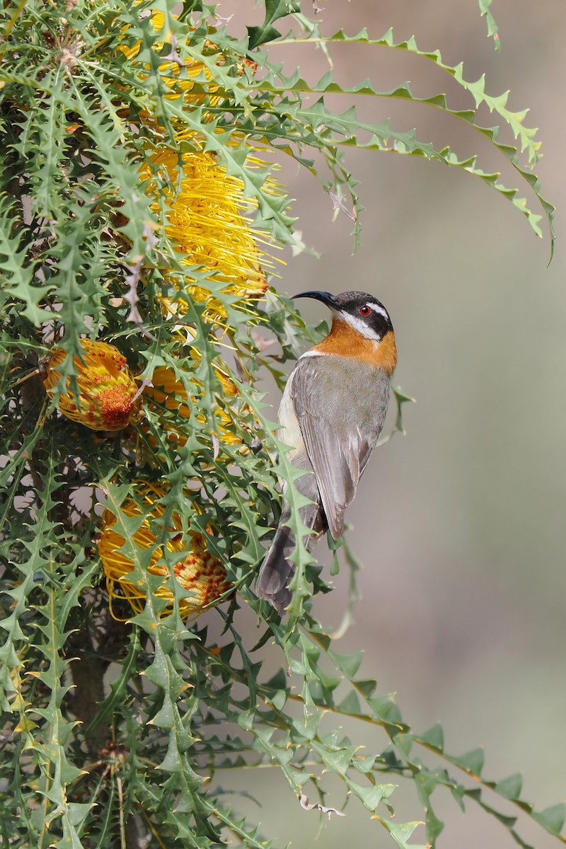 Western Spinebill - ML621658025