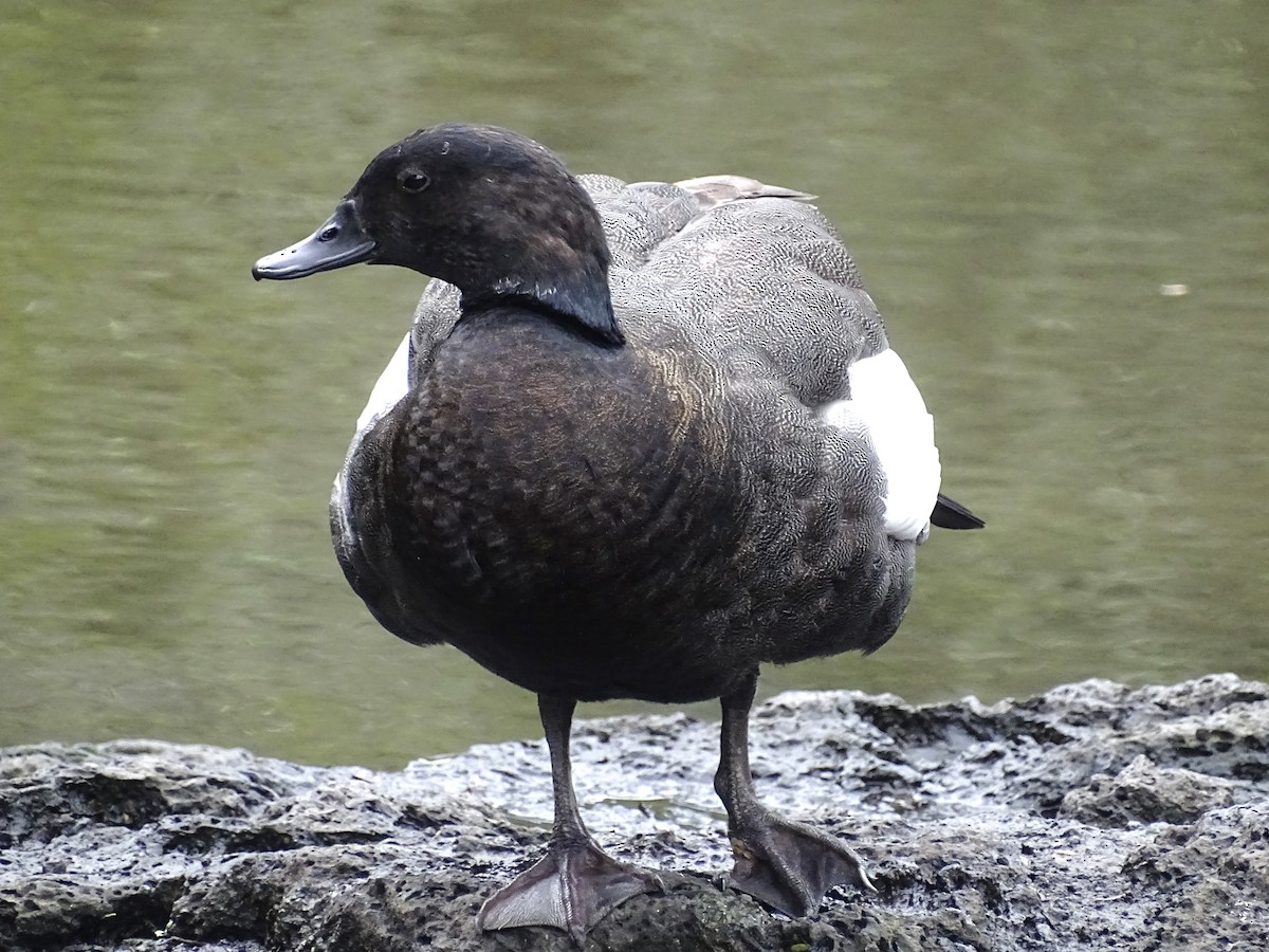 Paradise Shelduck - ML621658028