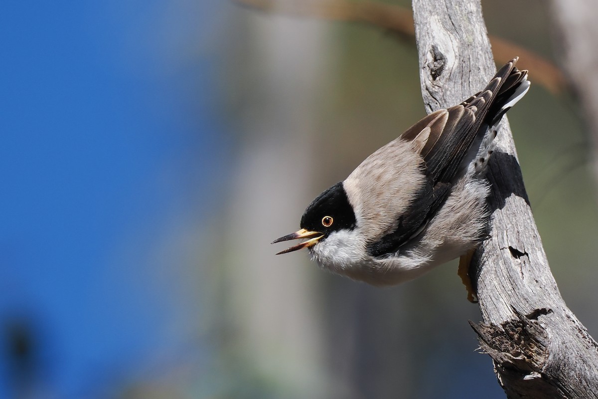 Varied Sittella (Black-capped) - ML621658034