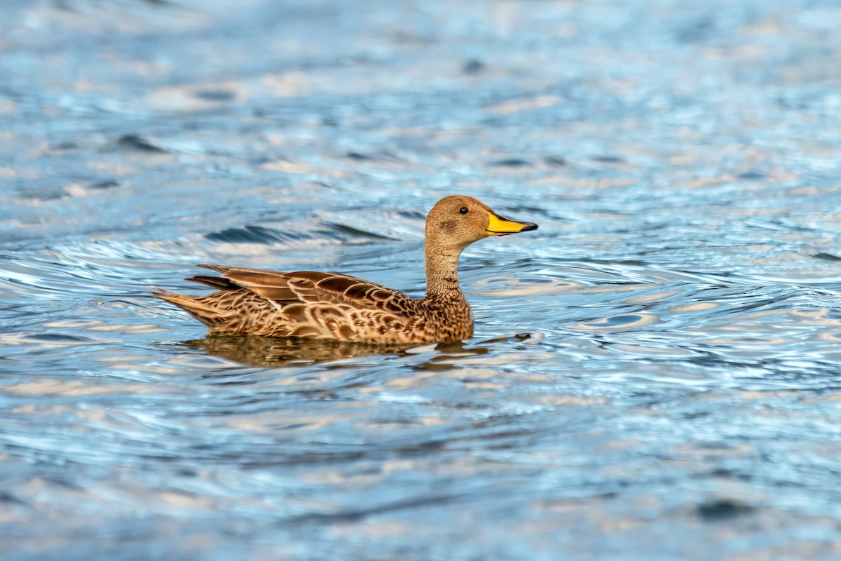 Yellow-billed Pintail - ML621658035