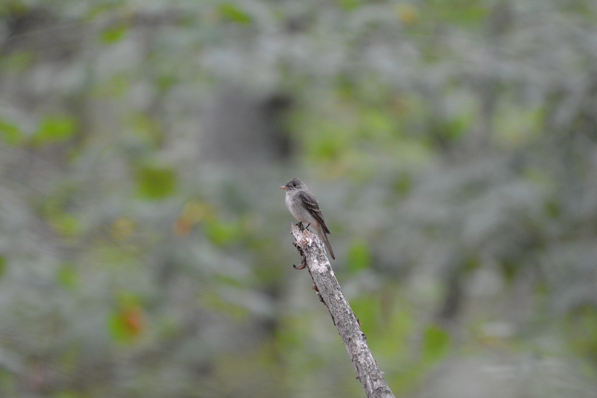 Eastern Wood-Pewee - Azuryne Celeste