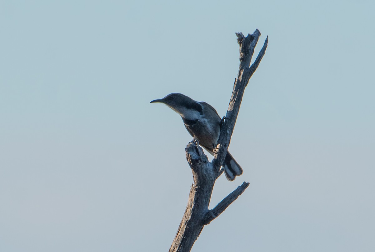 Crescent Honeyeater - ML621658212