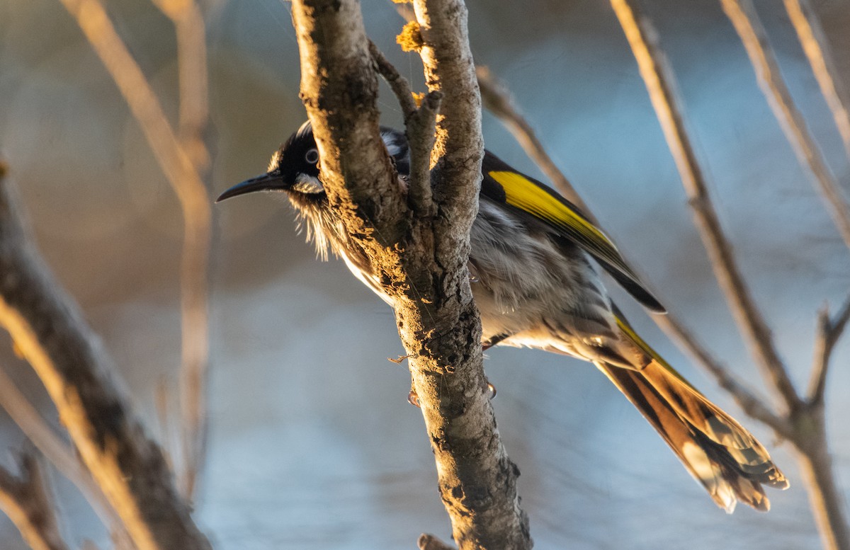 New Holland Honeyeater - Bill Bacon