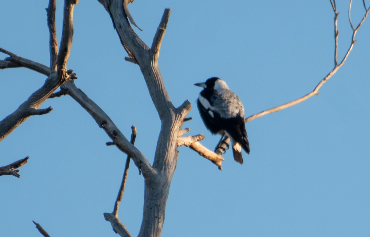 Australian Magpie (White-backed) - ML621658223