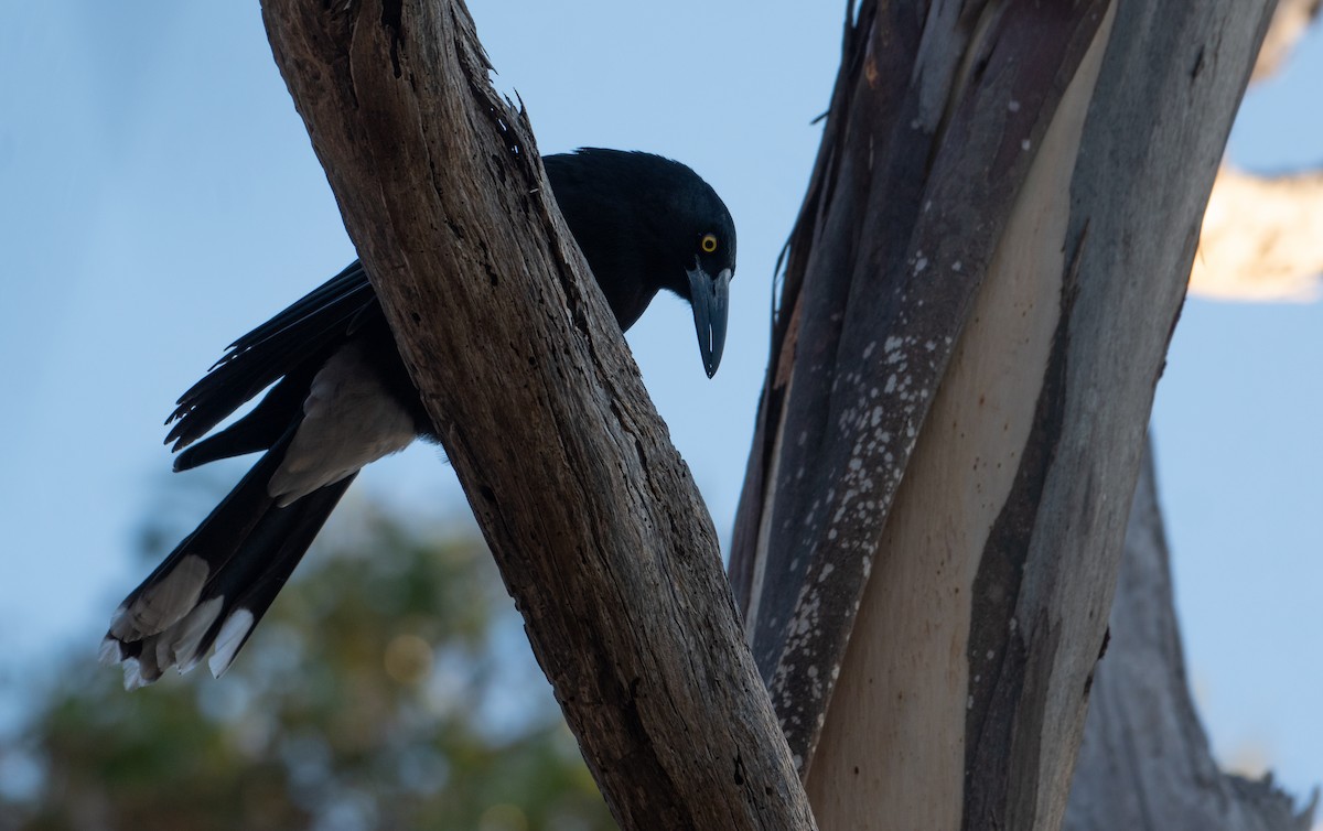 Gray Currawong (Kangaroo I.) - ML621658226