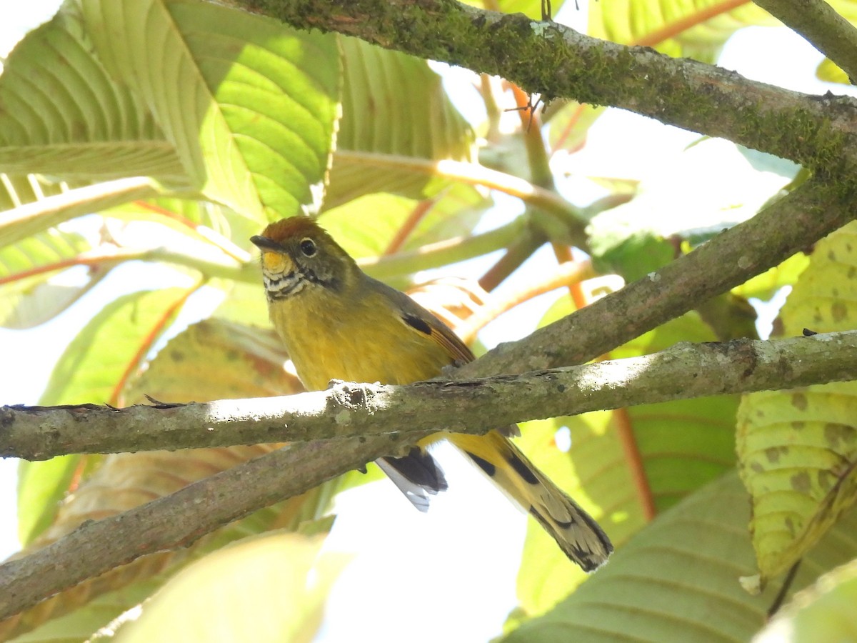 Chestnut-tailed Minla - Diane Bricmont