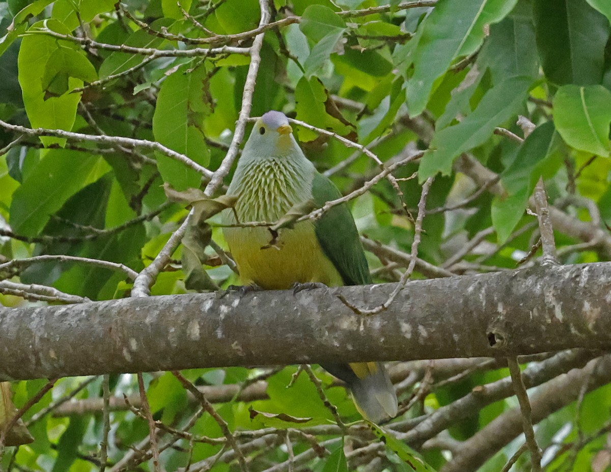 Raiatea Fruit-Dove - ML621658275