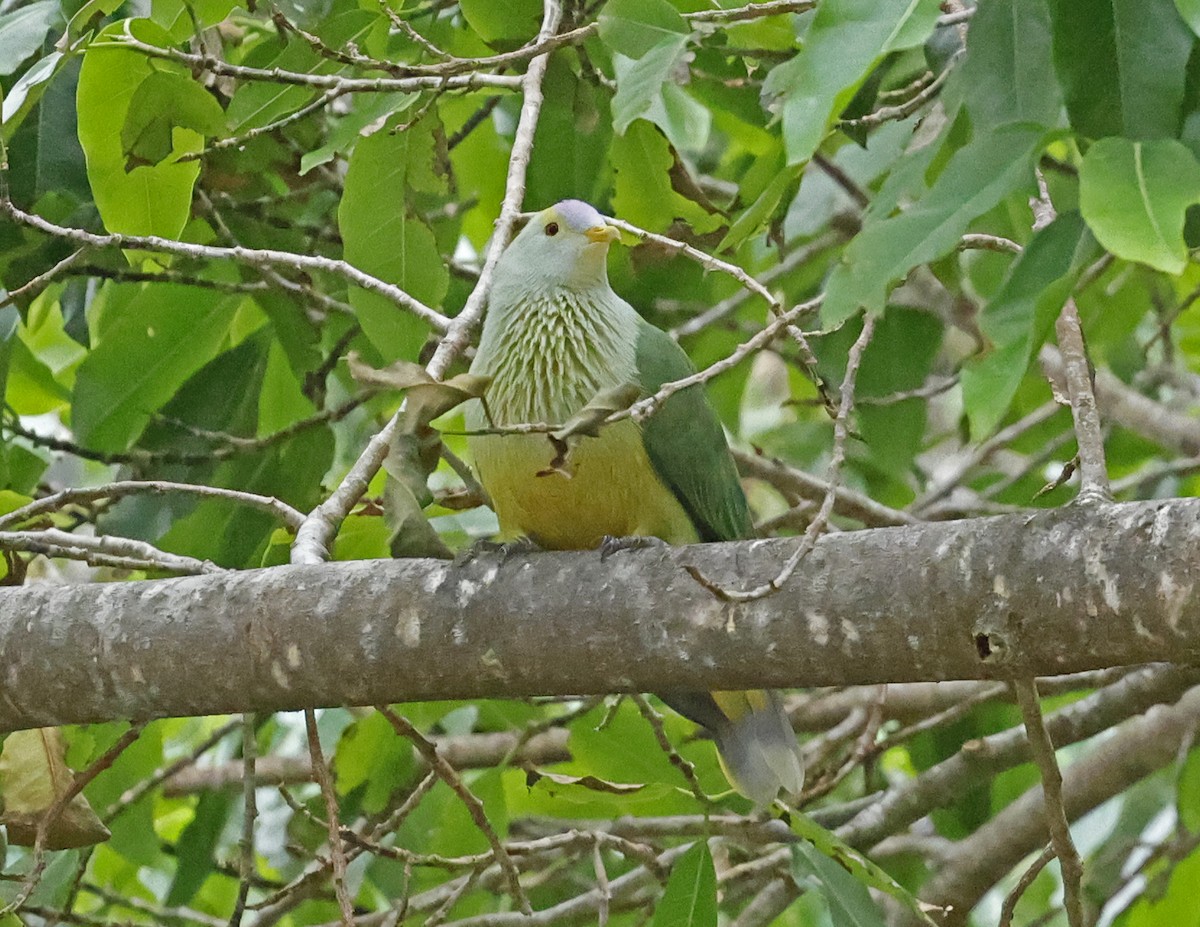 Raiatea Fruit-Dove - ML621658276