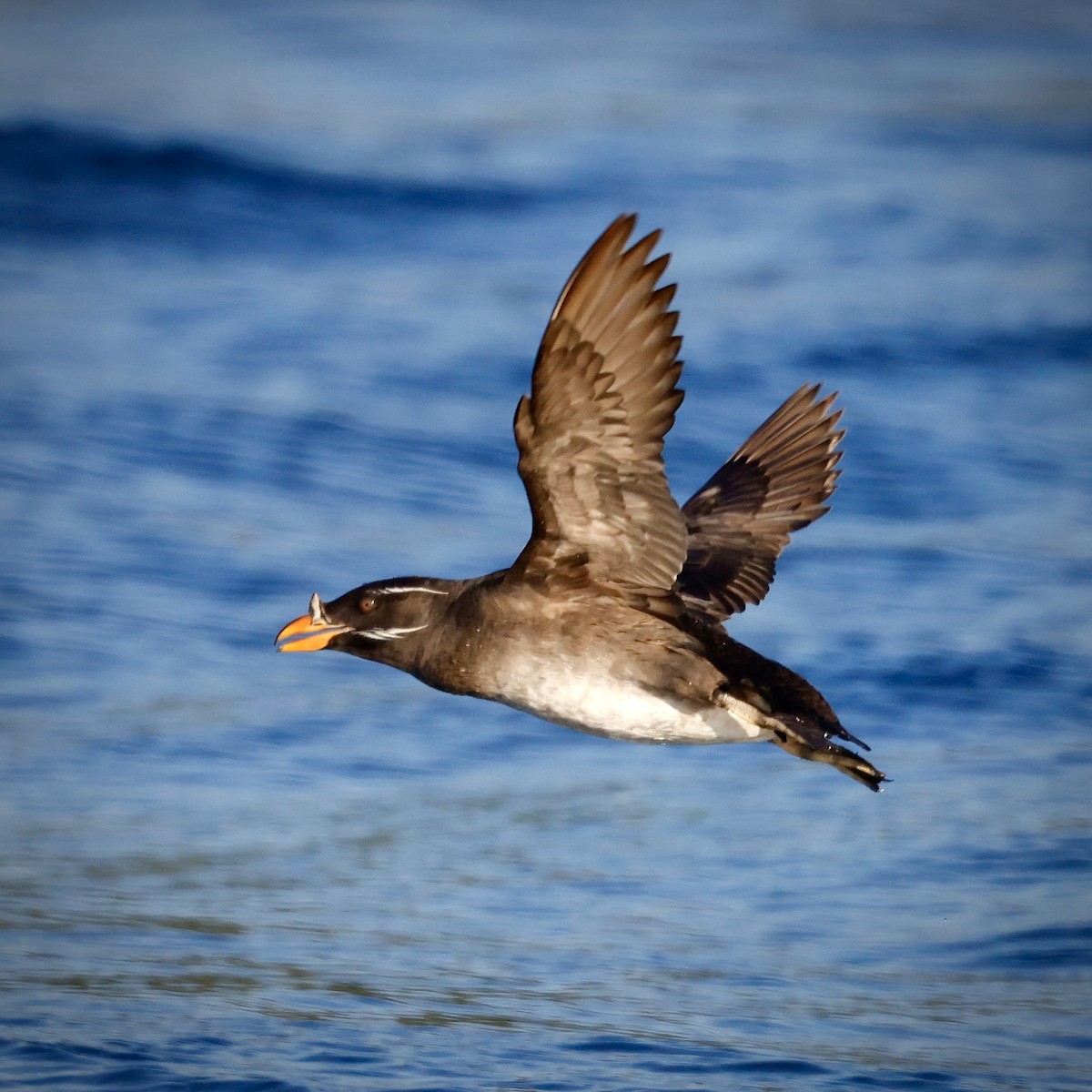 Rhinoceros Auklet - ML621658282