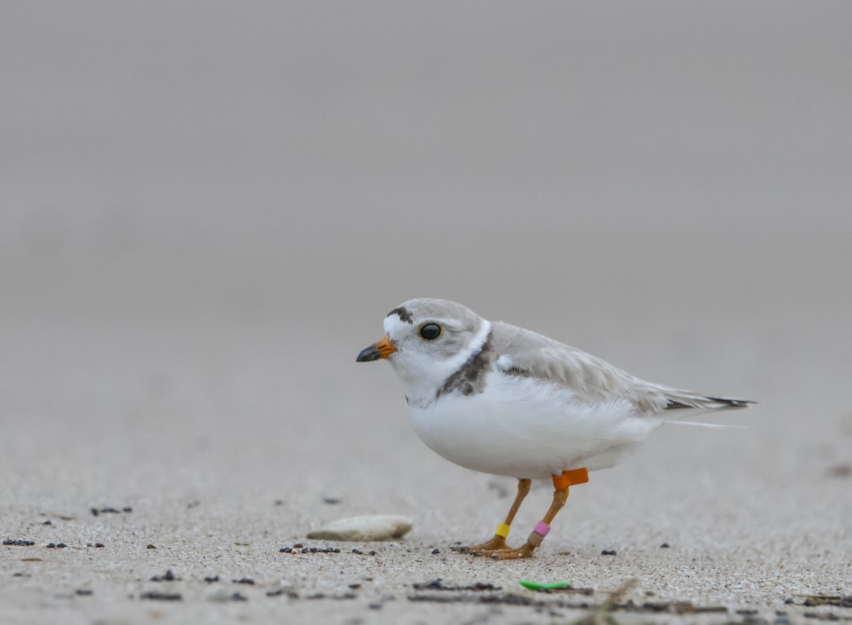 Piping Plover - ML621658348