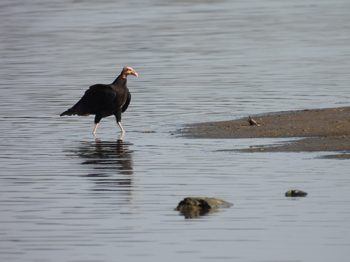 Lesser Yellow-headed Vulture - ML621658368