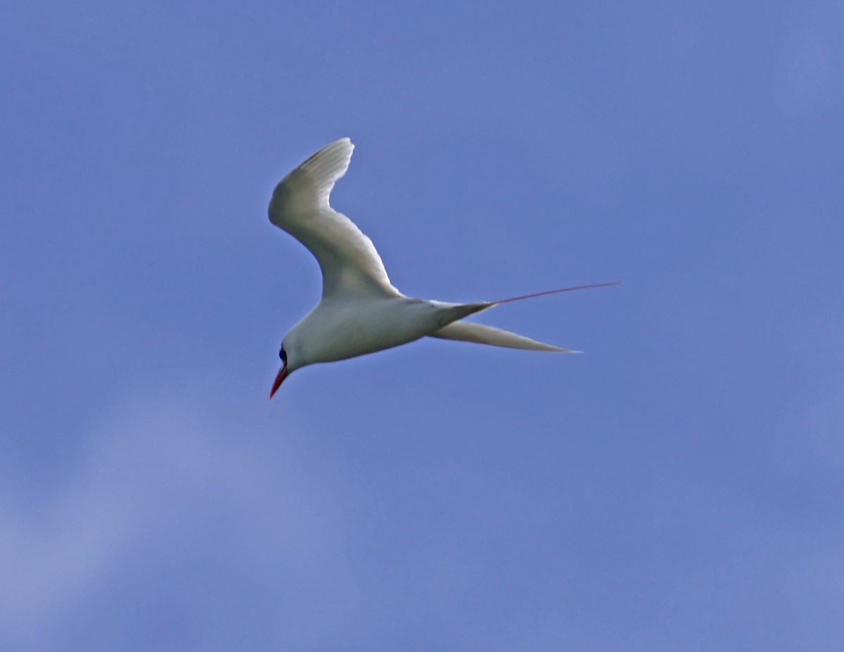 Red-tailed Tropicbird - ML621658409