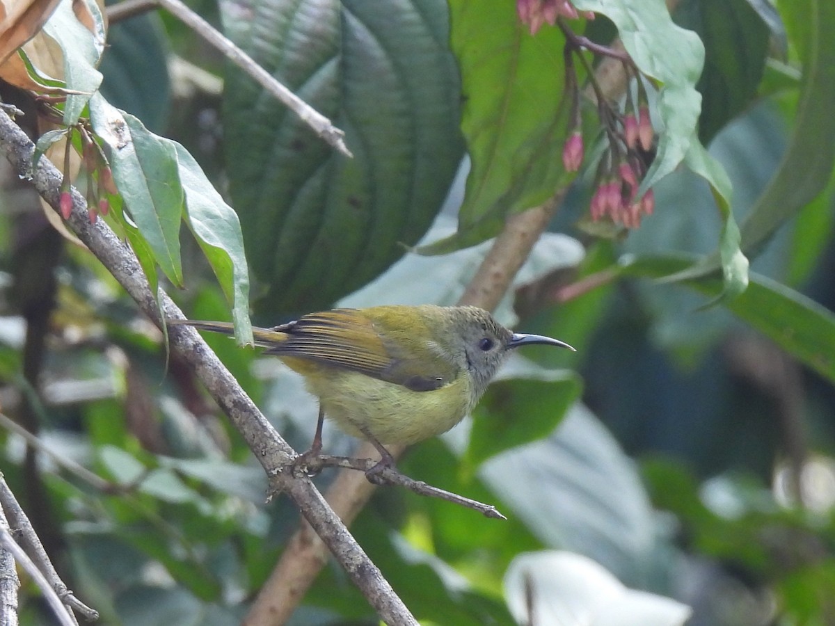 Green-tailed Sunbird (Doi Inthanon) - ML621658425