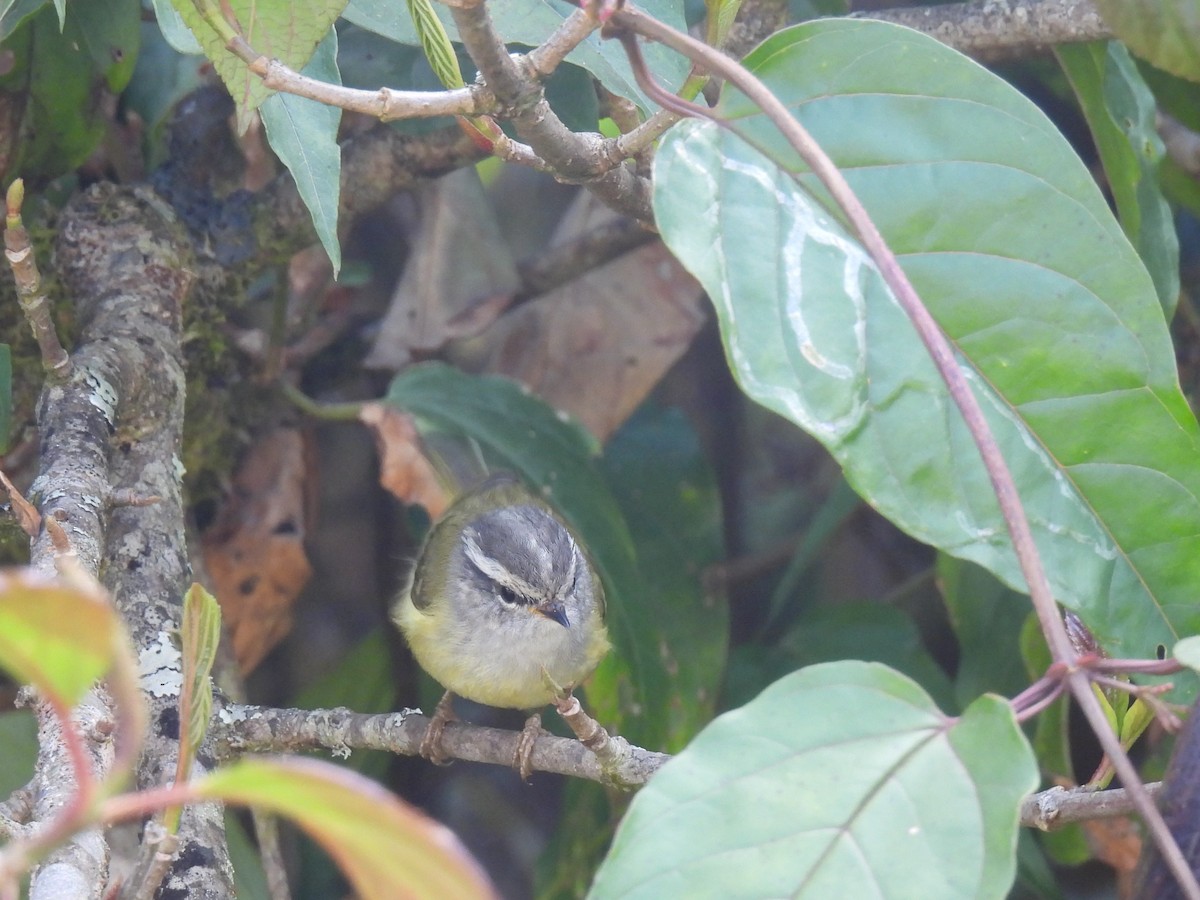 Ashy-throated Warbler - ML621658458