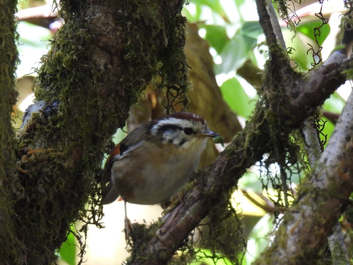 Rufous-winged Fulvetta - ML621658486