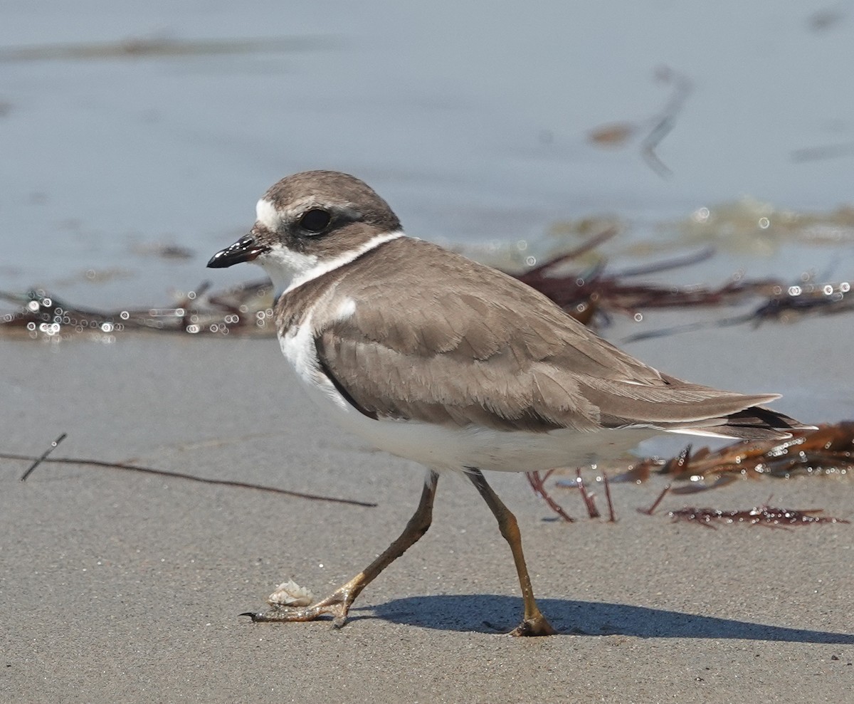 Semipalmated Plover - ML621658594