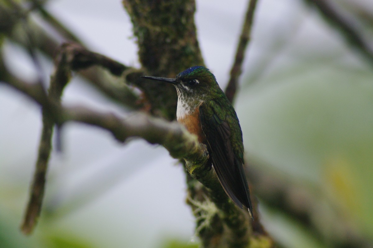 Violet-tailed Sylph - ML621658632