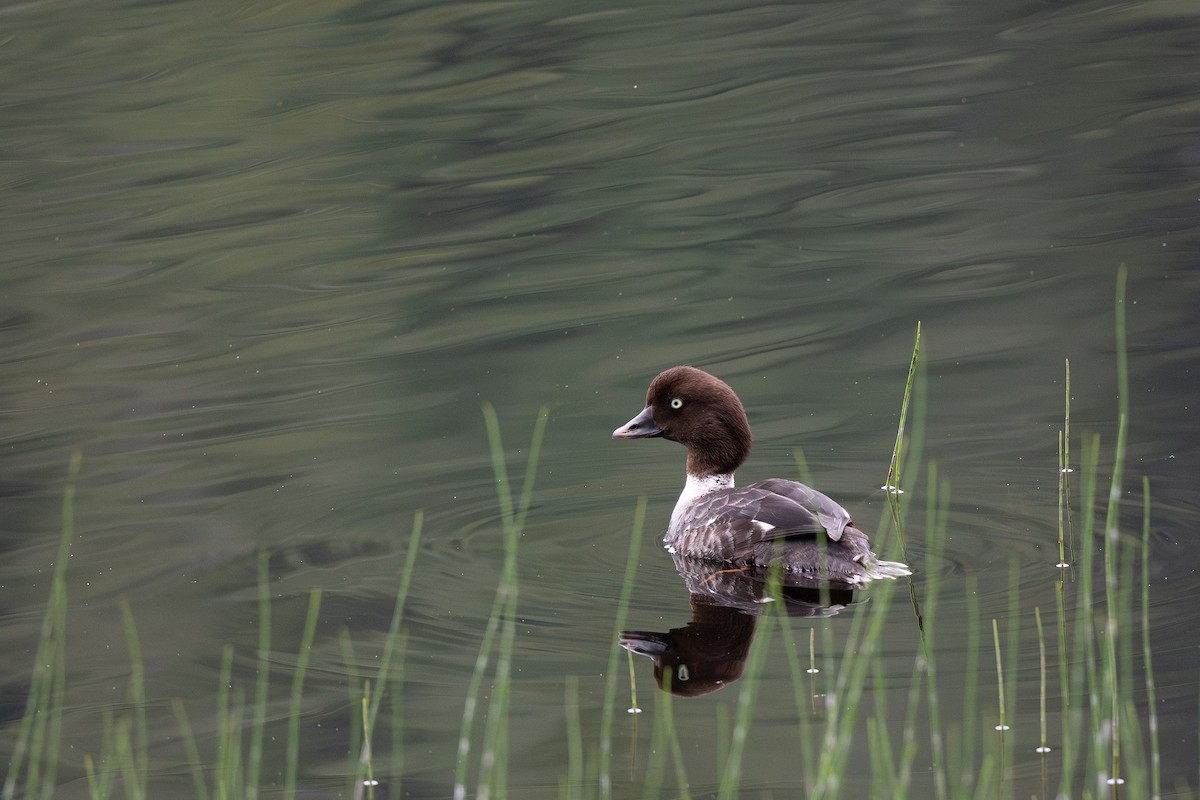 Barrow's Goldeneye - ML621658650