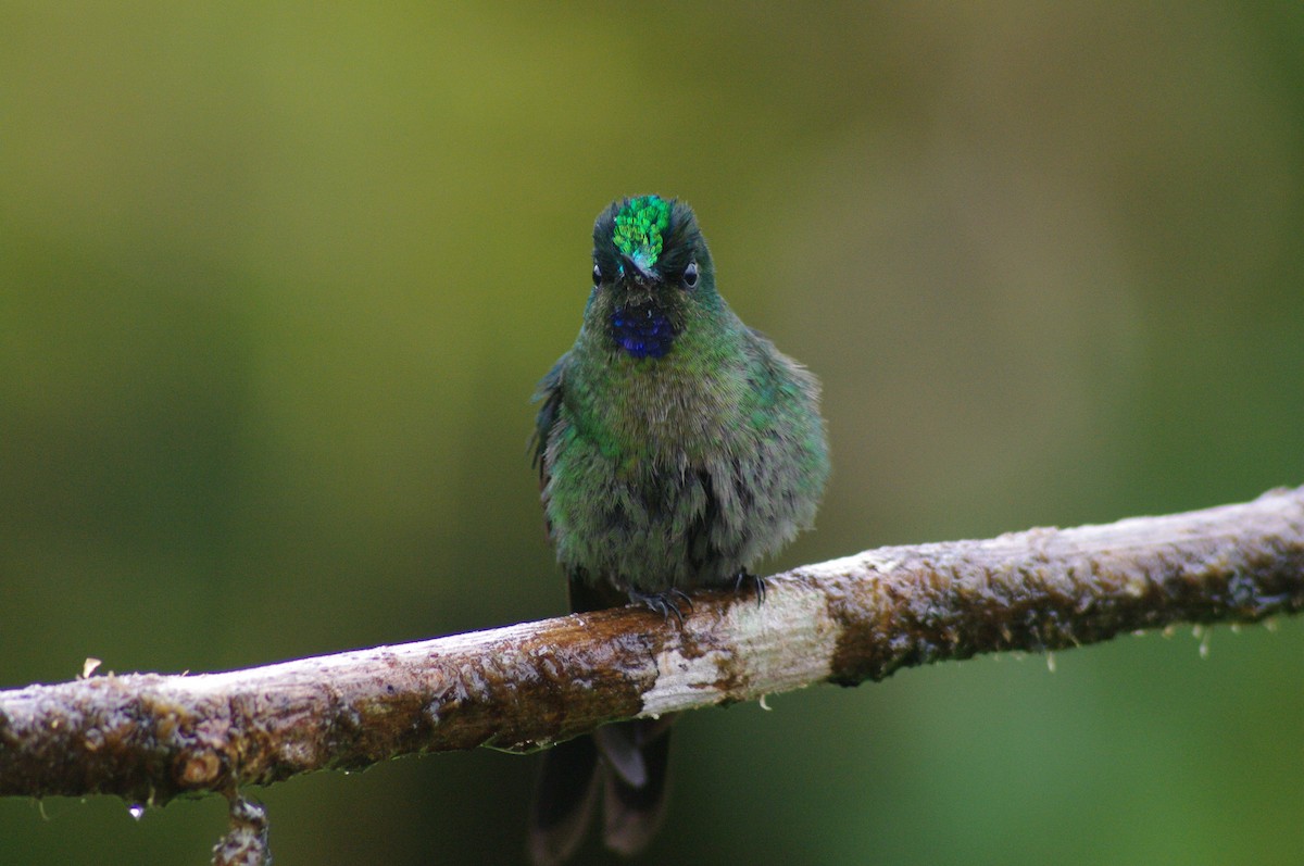 Violet-tailed Sylph - ML621658658