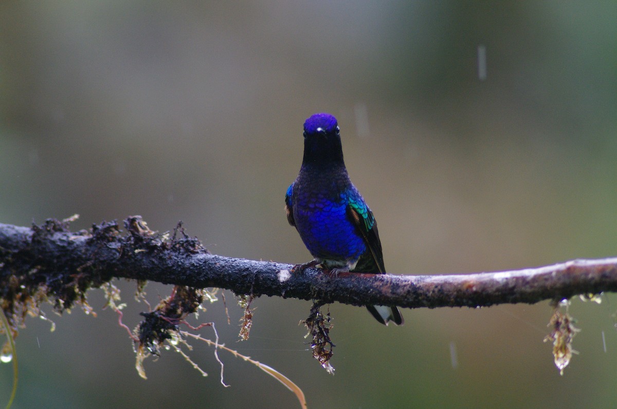 Velvet-purple Coronet - ML621658664