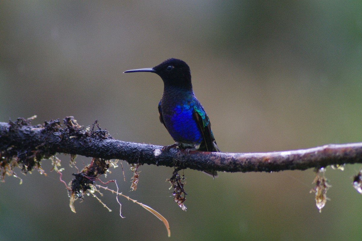 Velvet-purple Coronet - ML621658665