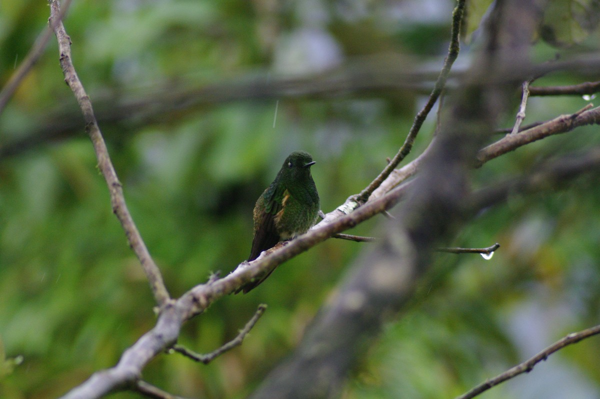 Buff-tailed Coronet - ML621658676