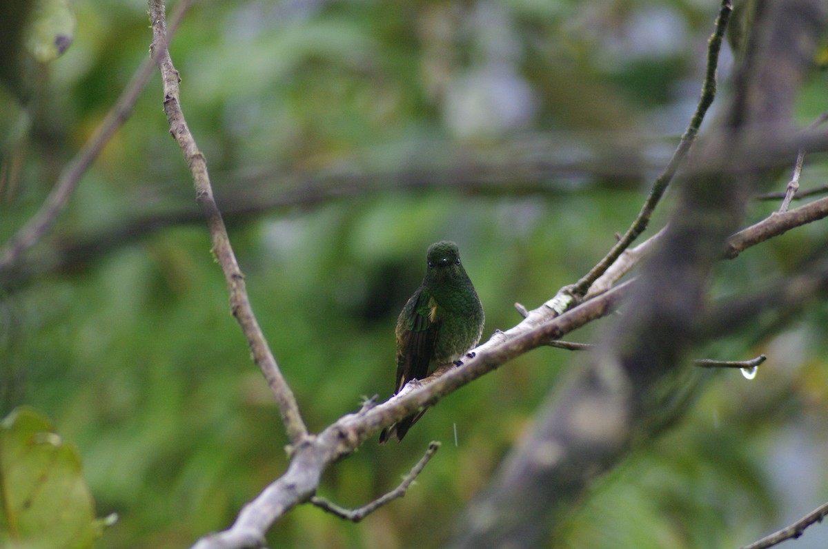 Buff-tailed Coronet - ML621658677