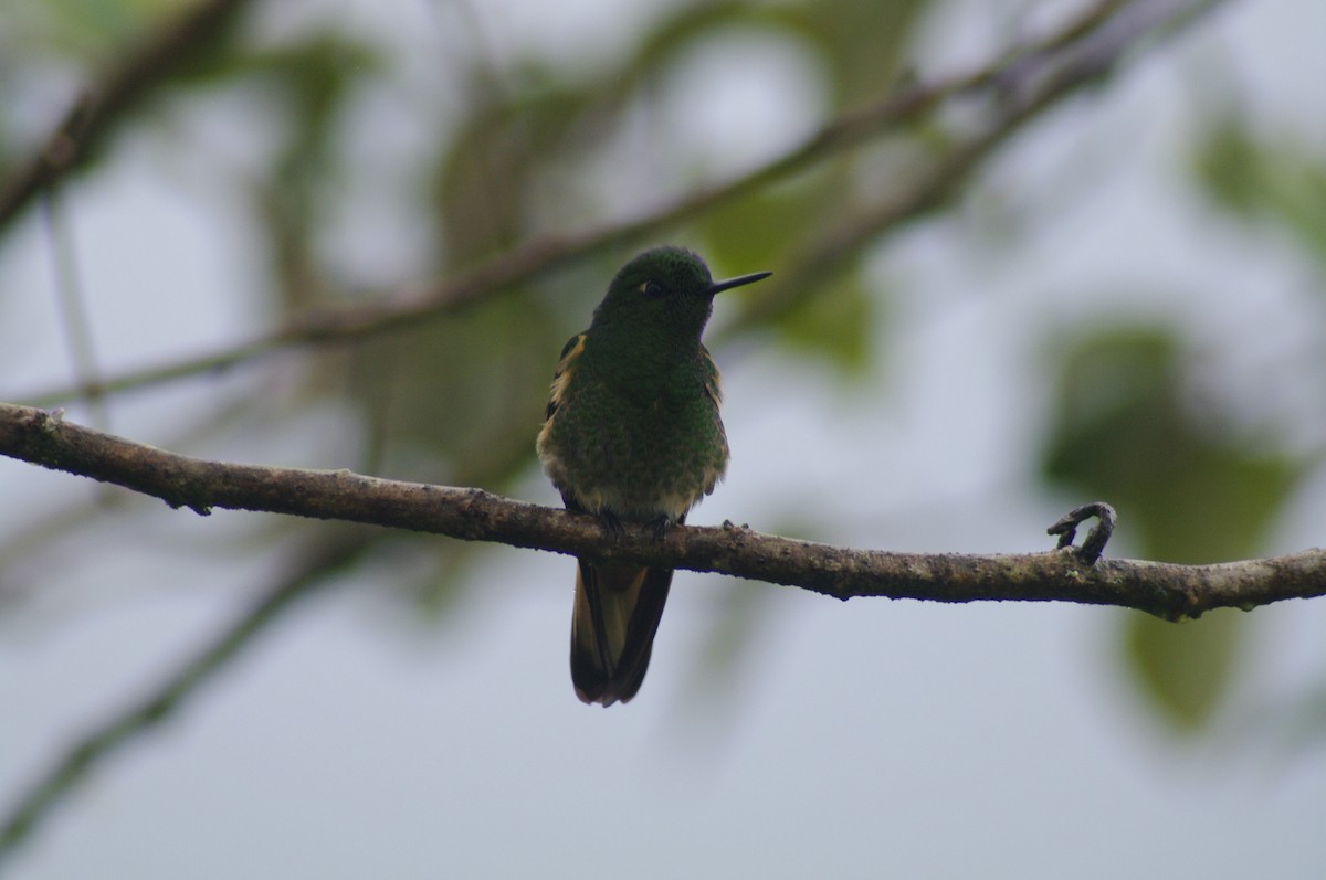 Buff-tailed Coronet - ML621658678