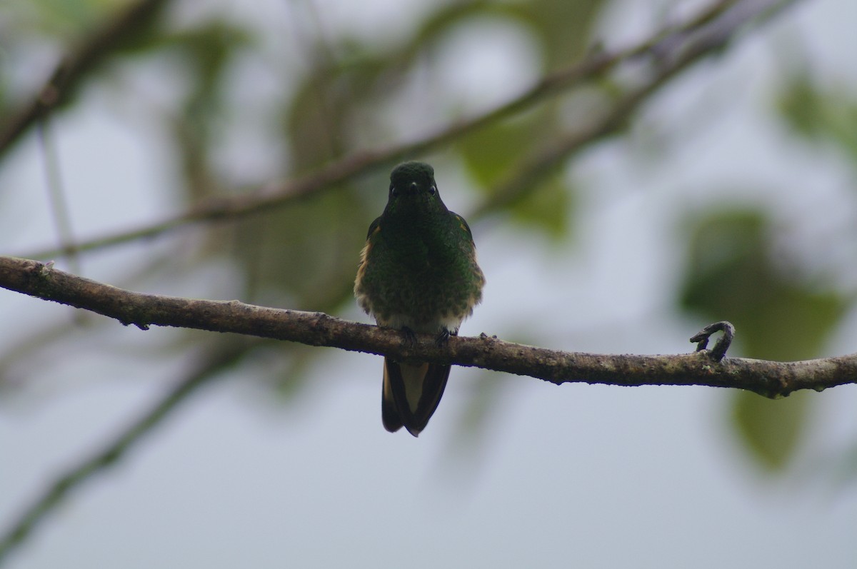 Buff-tailed Coronet - ML621658680