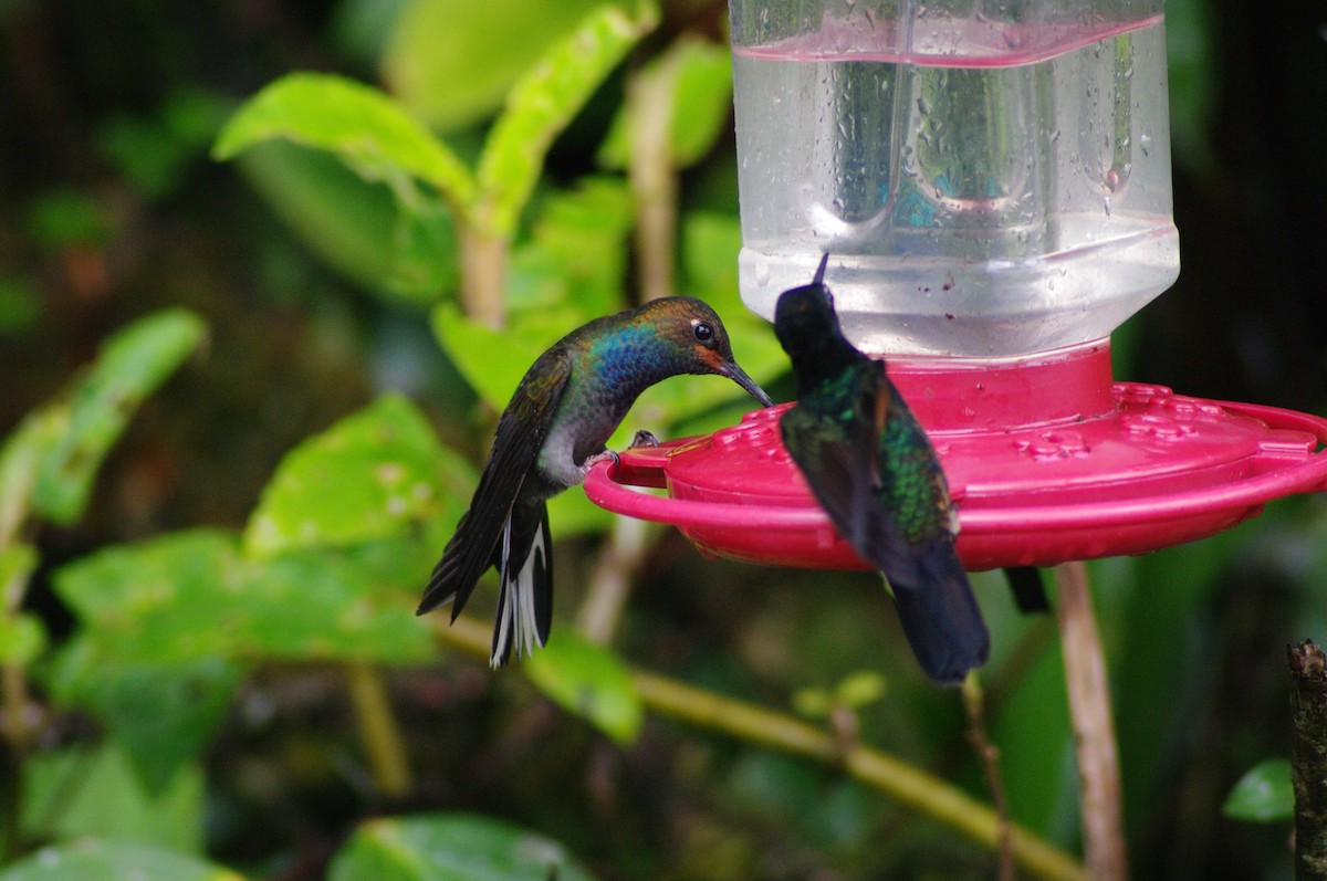 kolibřík irisový - ML621658688