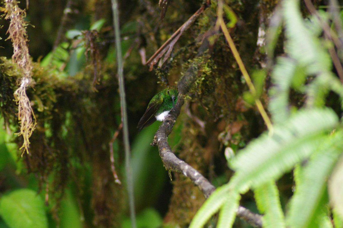 Greenish Puffleg - ML621658692