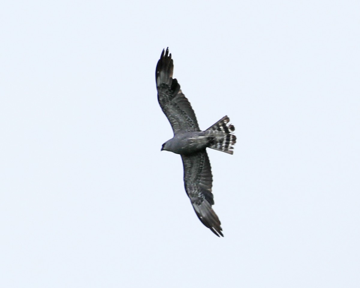 Mississippi Kite - ML621658695