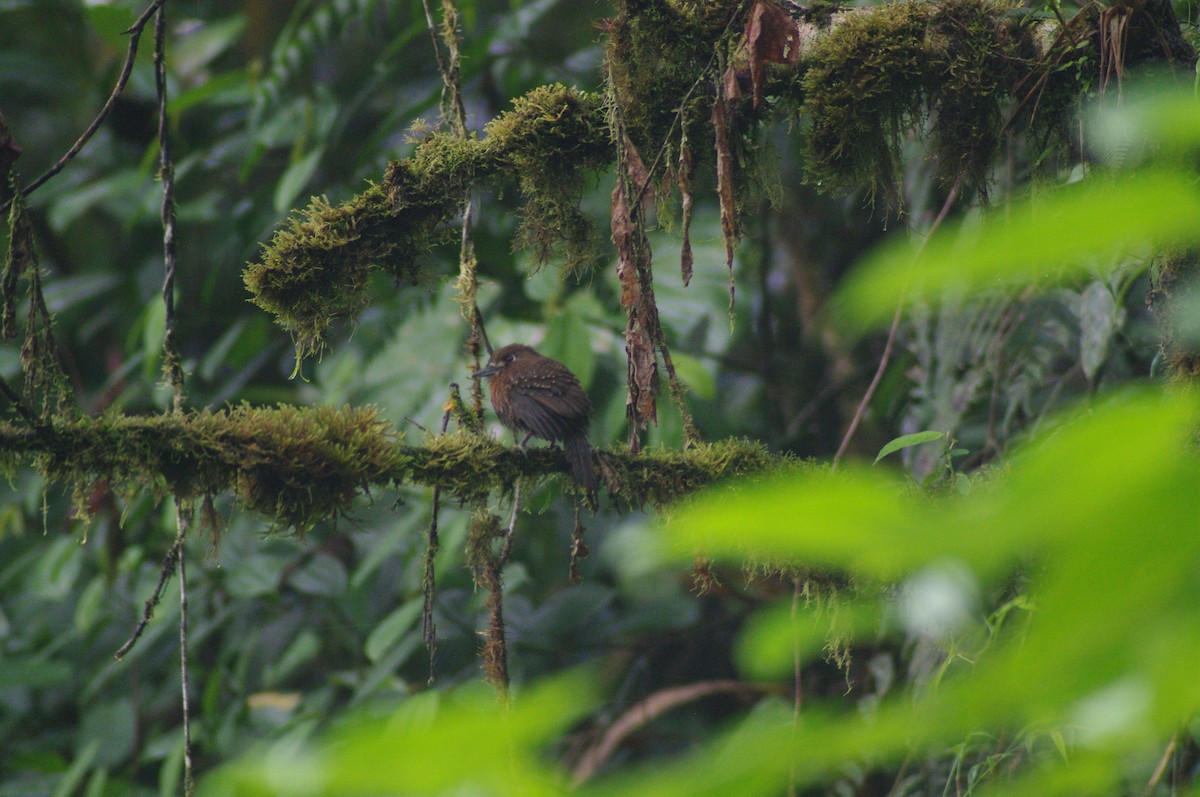 Moustached Puffbird - ML621658715