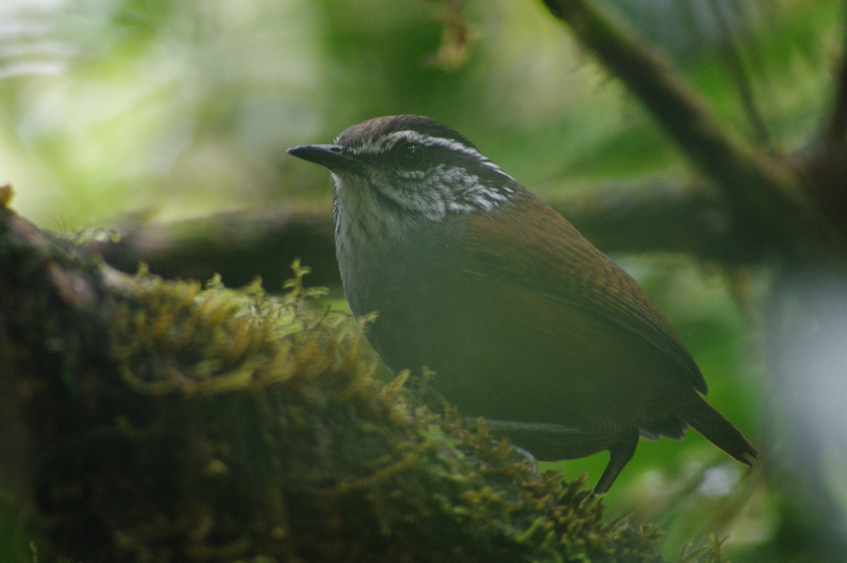 Munchique Wood-Wren - ML621658732