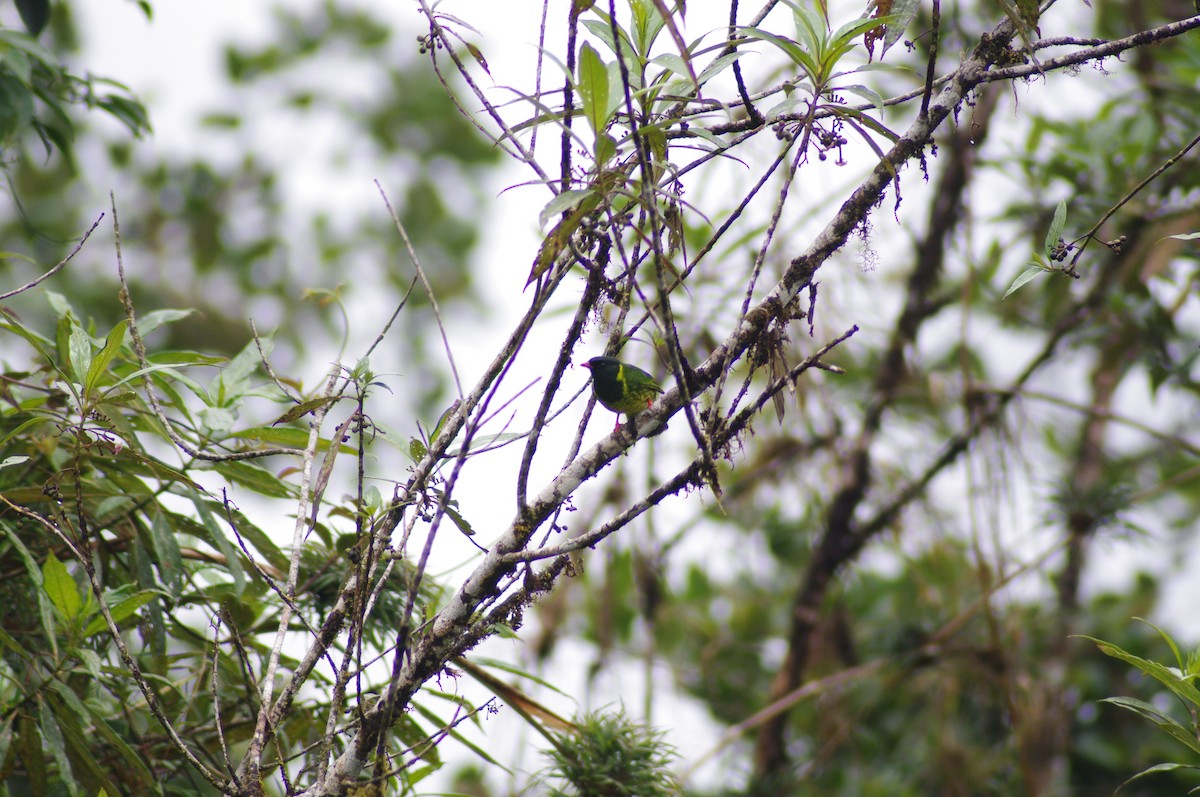 Green-and-black Fruiteater - ML621658737