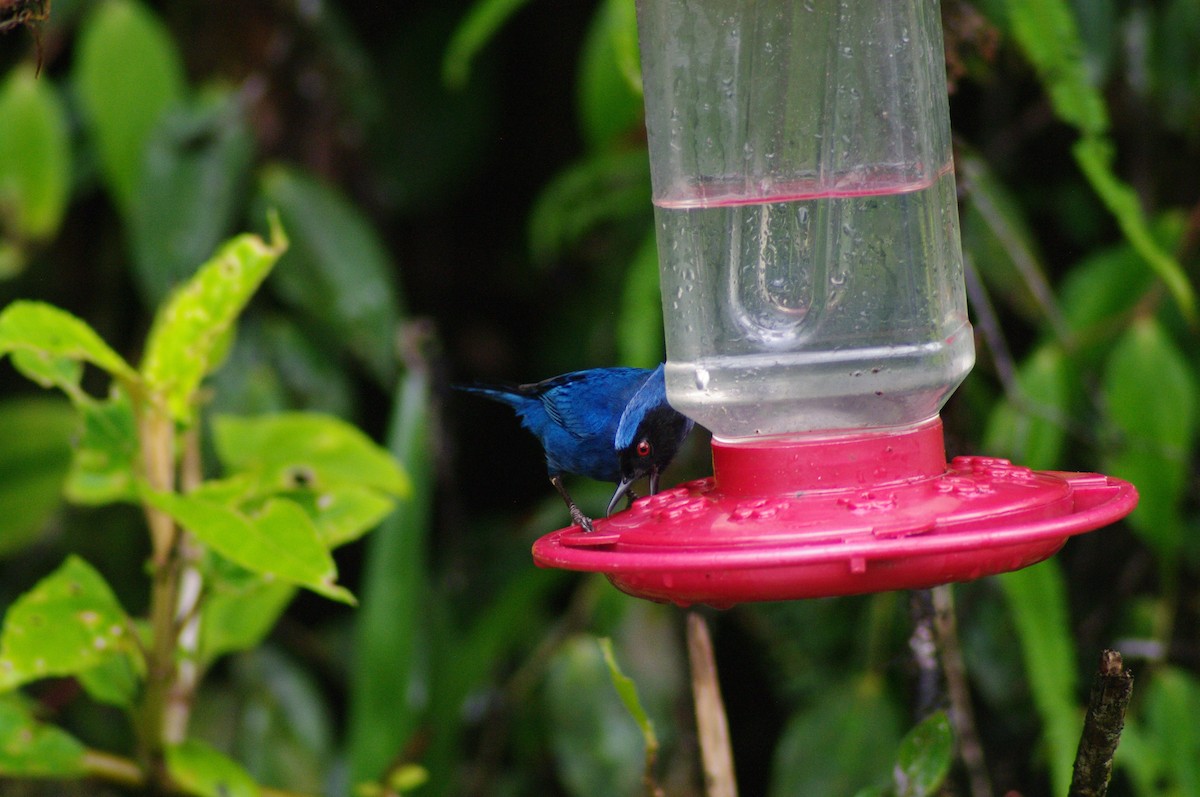 Masked Flowerpiercer - ML621658745