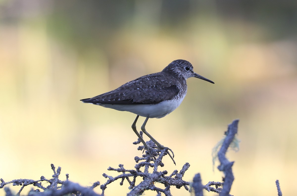 Solitary Sandpiper - ML621658803