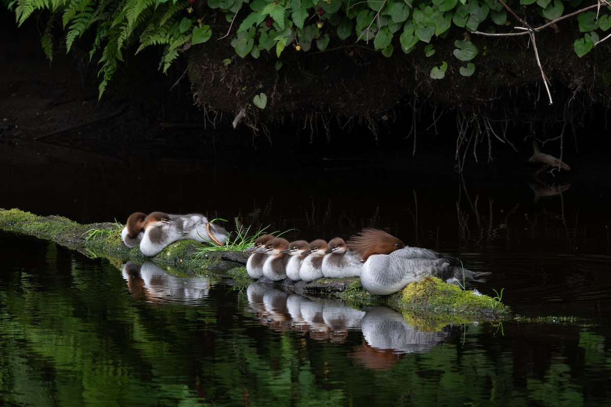 Common Merganser - ML621658892