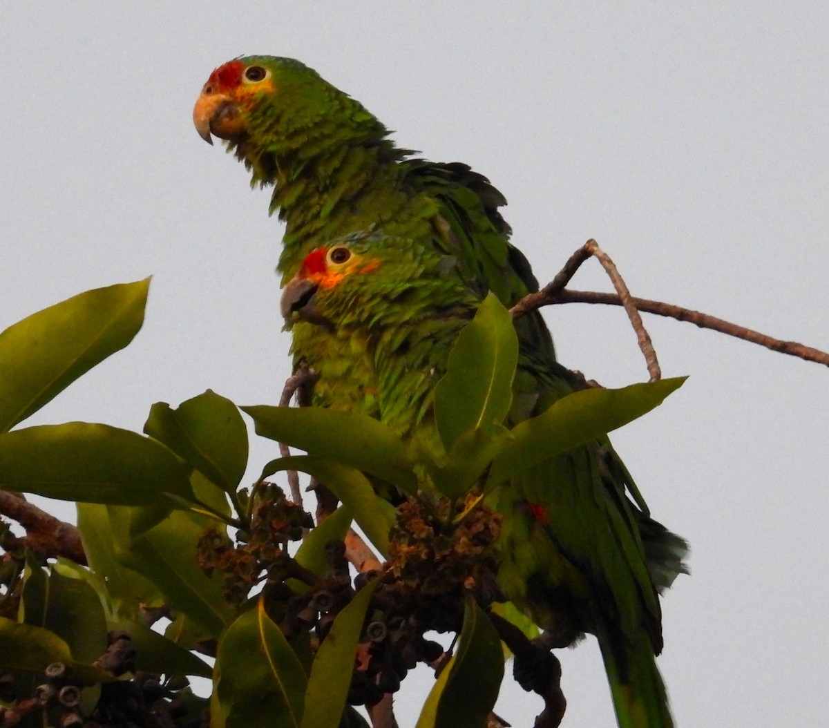 Red-lored Parrot - ML621658954